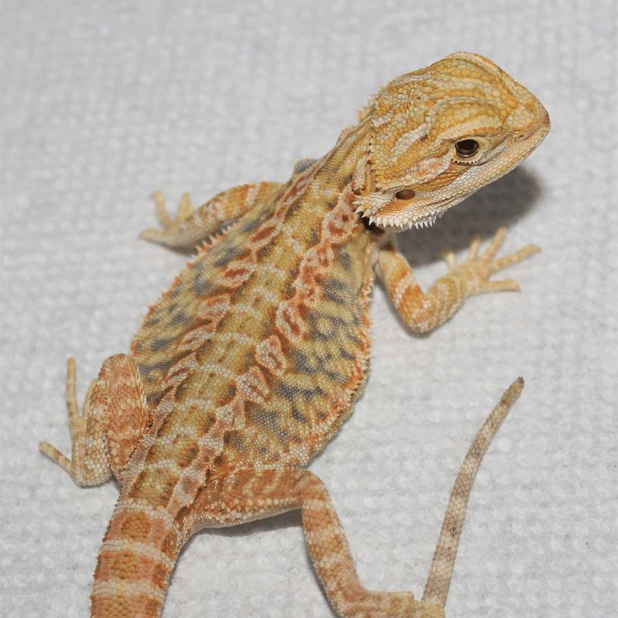 Colorful collage of red, black, and blue bearded dragons