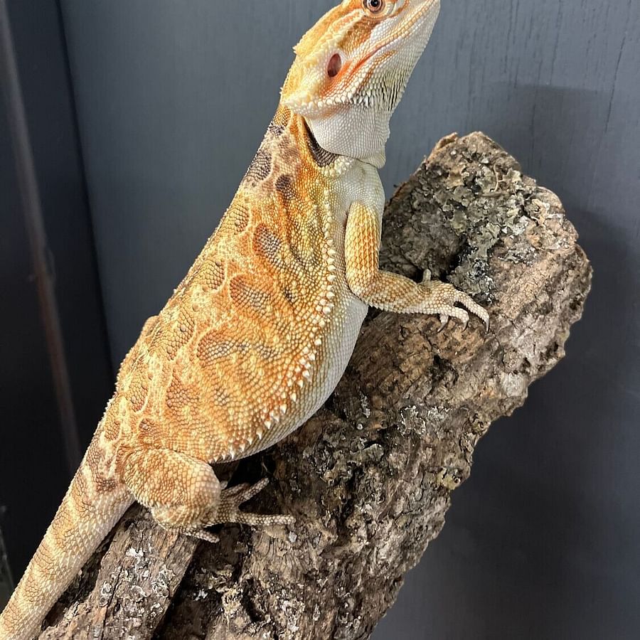 Friendly Bearded Dragon posing for the camera