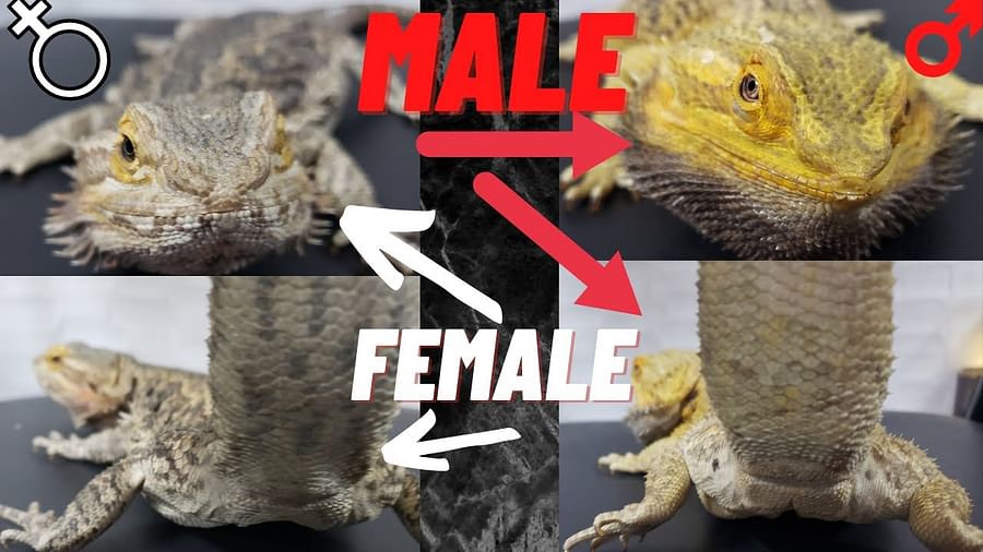 Know Your Dragon How To Tell A Male Bearded Dragon From A Female 2105