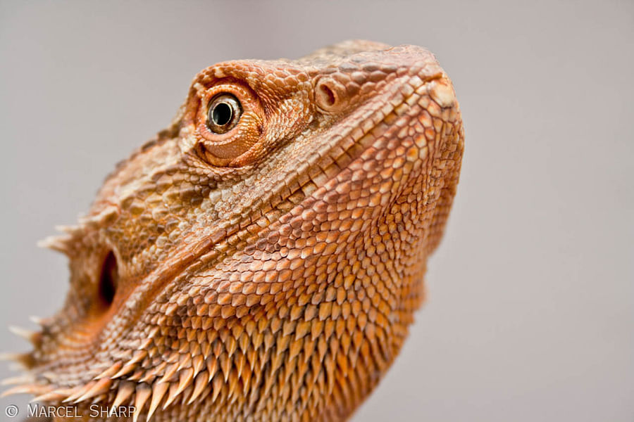 Know Your Dragon: How to Tell a Male Bearded Dragon from a Female