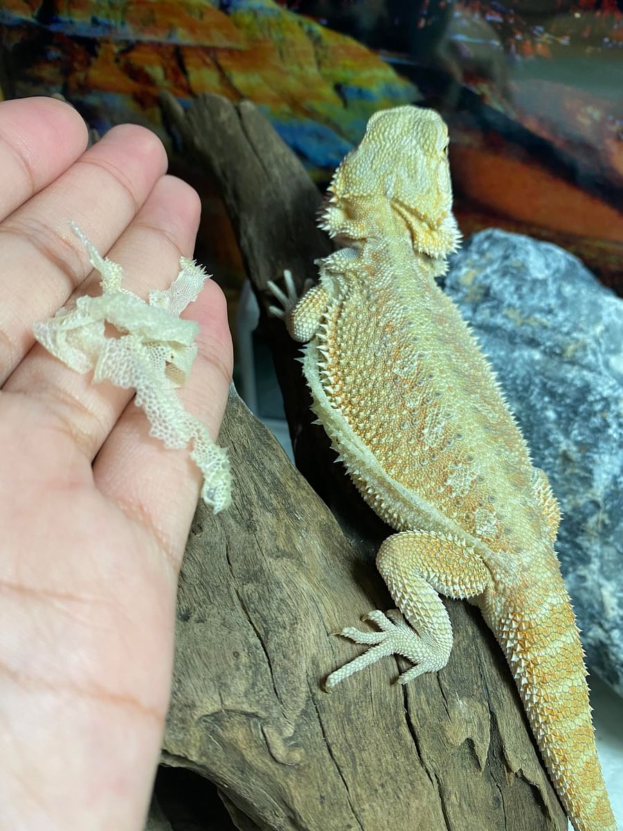 Shedding Light on Bearded Dragon Care How Often Should they Shed?