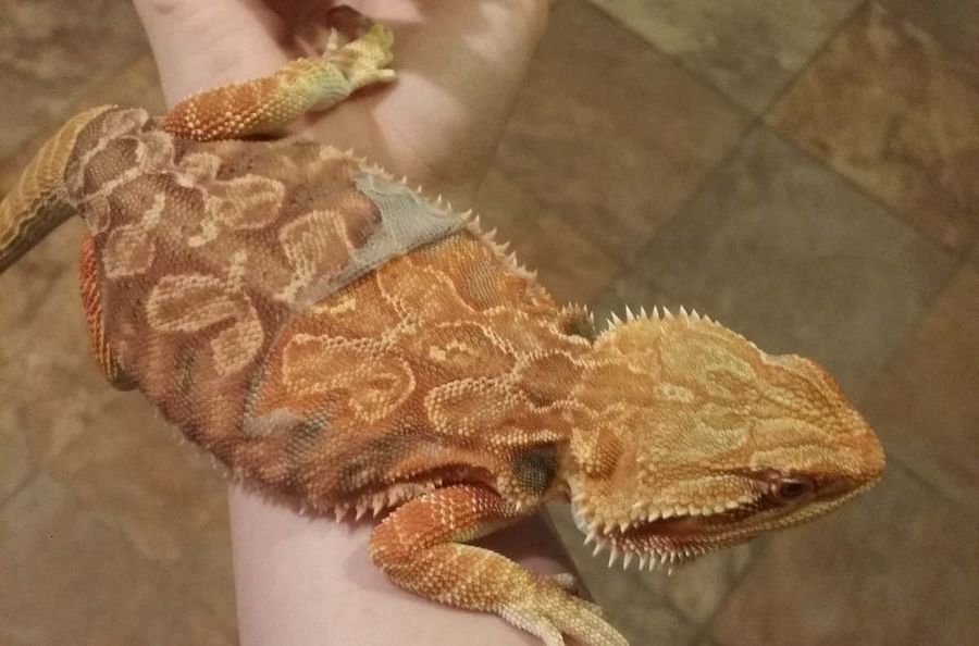 Shedding Light on Bearded Dragon Care How Often Should they Shed?