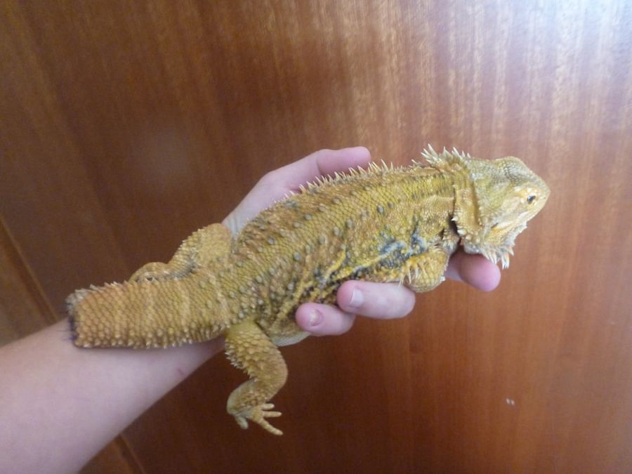 The Truth About Bearded Dragon Tail Rot: Causes, Symptoms, and Treatment