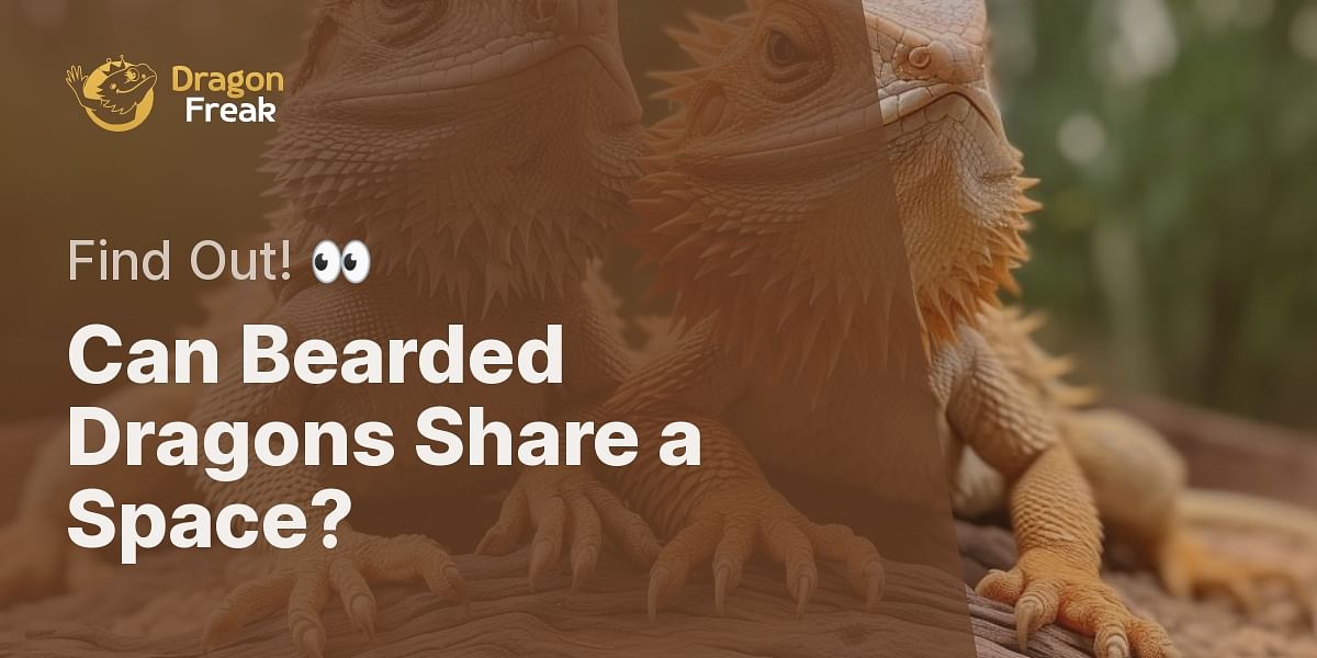 Can bearded dragons cohabitate in the same enclosure?
