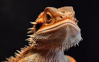 What are the common health issues that bearded dragons may face?